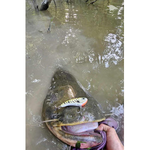Obrázek 11 k Wobler TAPADO SZ, AYU