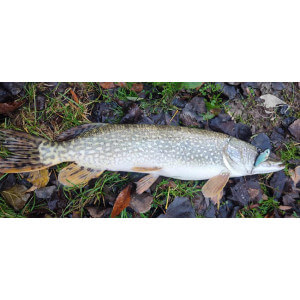Obrázek 9 k Wobler TAPADO SZ 6cm, 13g, Rainbow TROUT