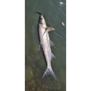 Obrázek 8 k Wobler TAPADO Druid, Chub