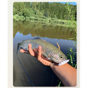Obrázek 5 k Larva HARMONY BAITS Apod, Cheese, 37 mm, 9 ks