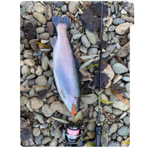 Obrázek 5 k Larva HARMONY BAITS Larva XL, Cheese, 37 mm, 7 ks