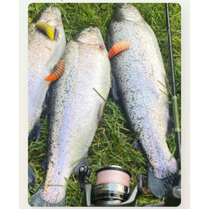 Obrázek 6 k Larva HARMONY BAITS Larva XL, Cheese, 37 mm, 7 ks