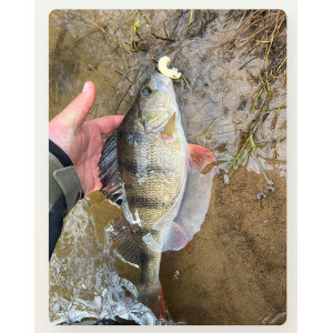 Obrázek 5 k Larva HARMONY BAITS Scarab, Cheese, 27 mm, 8 ks