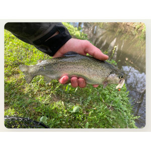 Obrázek 5 k Nástraha HARMONY BAITS Super Worm, Cheese, 70 mm, 7 ks