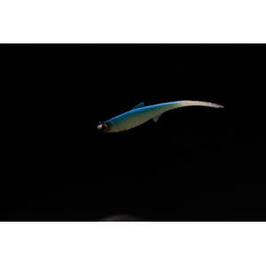 Obrázek 12 k Smáčik KUORE Phantom, Sexy Shad