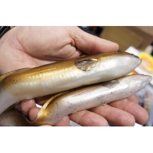 Obrázek 2 k Nástraha SAVAGE GEAR Real Eel - 40cm