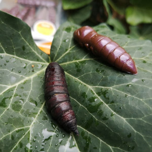 Obrázek 3 k Dipovaná umělá nástraha FishUp Pupa 3 cm, 10 ks, Coffe Milk