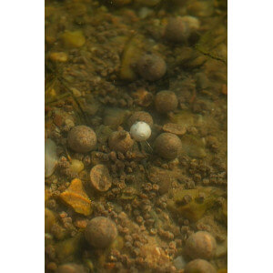 Obrázek 3 k Boilie LK BAITS Pop Up NC Tester Series 01, Pure Signal, White