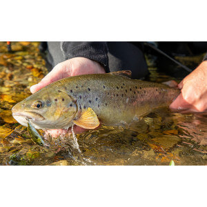 Obrázek 2 k Vobler SAVAGE GEAR 3D Sticklebait Twitch Sinking