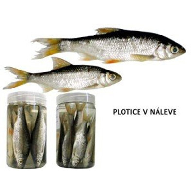 Plotice v nálevu